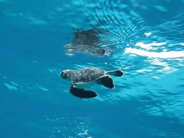 turtle swims during nesting season