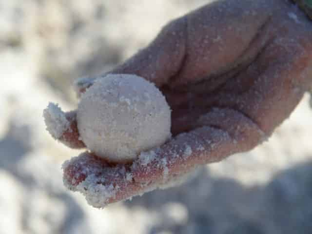 sea turtle egg