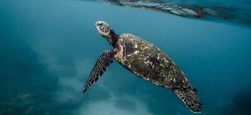 Sea Turtle Nesting Season on the Gulf Coast