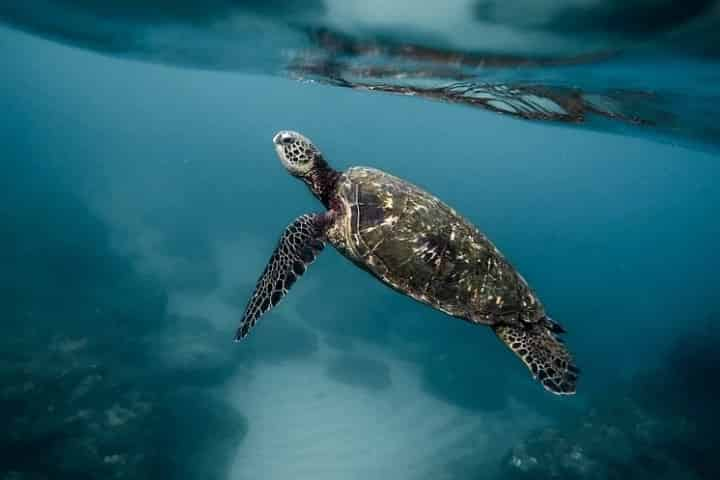 Sea Turtle Nesting Season on the Gulf Coast