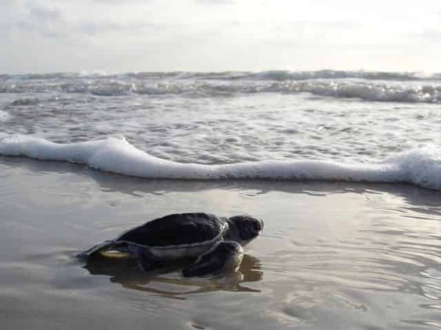 nesting season for sea turtles