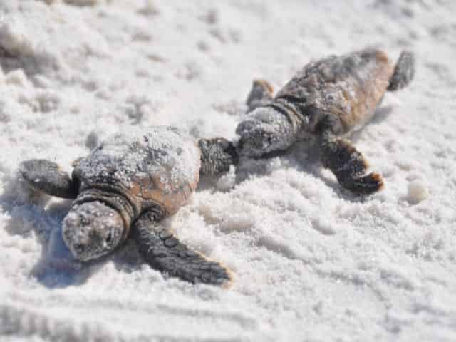 two baby sea turtles