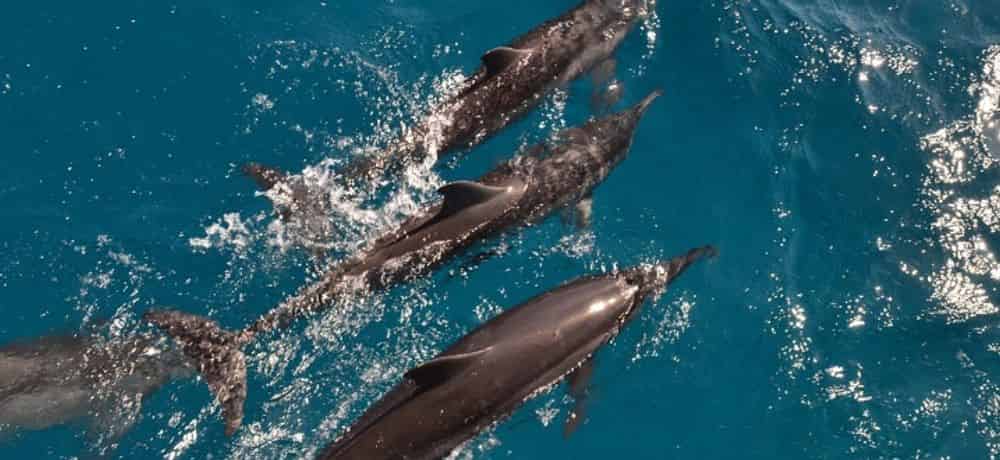 5 Different Ways to See Dolphins in Orange Beach