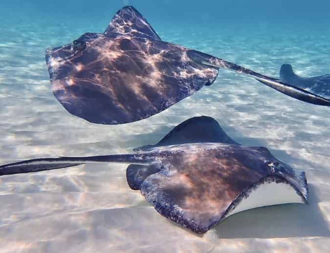 5 Best Ways to See Dolphins in Orange Beach, Alabama (With Fun Facts & Tips)
