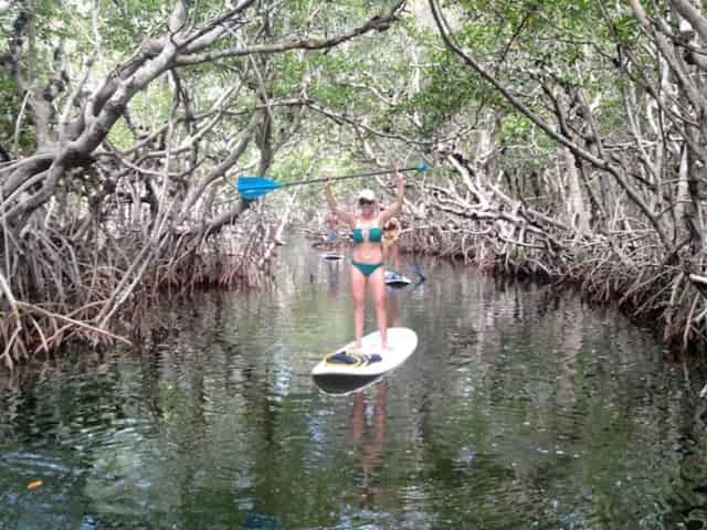 paddleboarding through the mangroves in islamorada