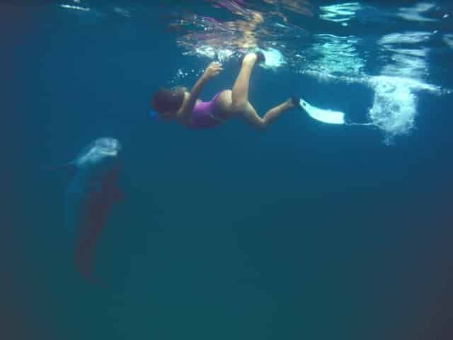 girl swiming with dolphins in florida