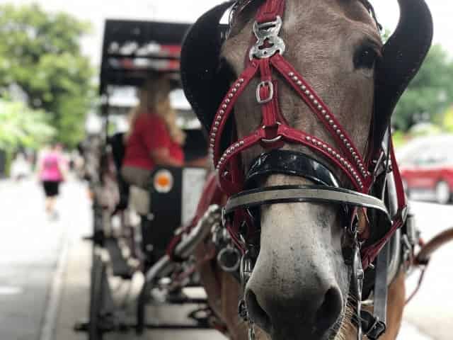 carriage tour with royal carriages