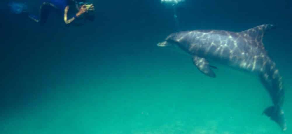 Do's and Don'ts When Swimming with Dolphins