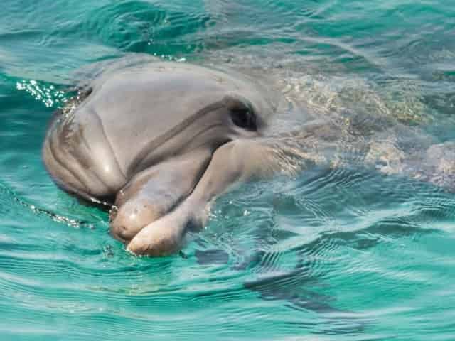 dolphin swimming in panama city beach fl