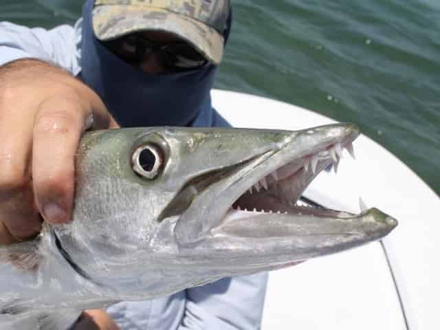 barracuda caught in key west