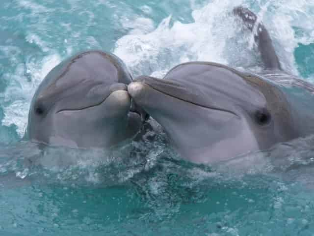 Dolphins at the Institute for Marine Mammal Studies