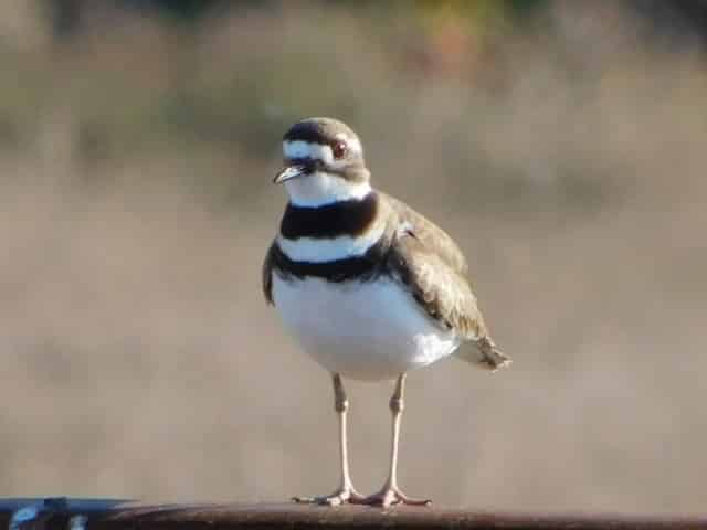 snowy plover in gulf shores alabama