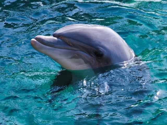 dolphin spotted on a local dolphin cruise