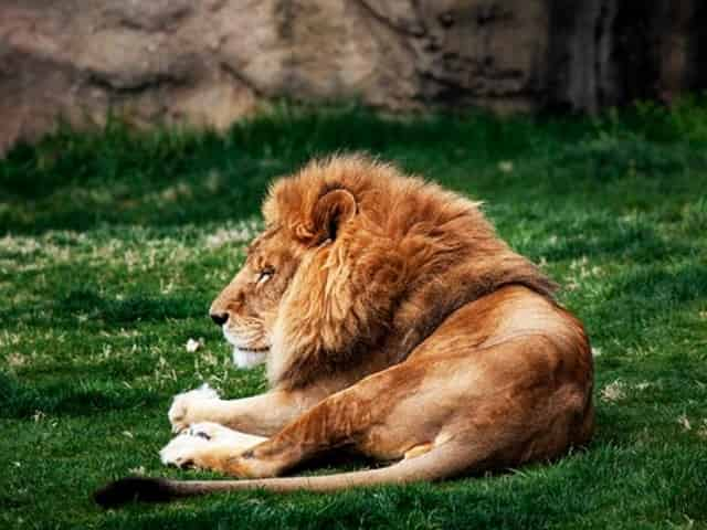 lion at the alabama gulf coast zoo