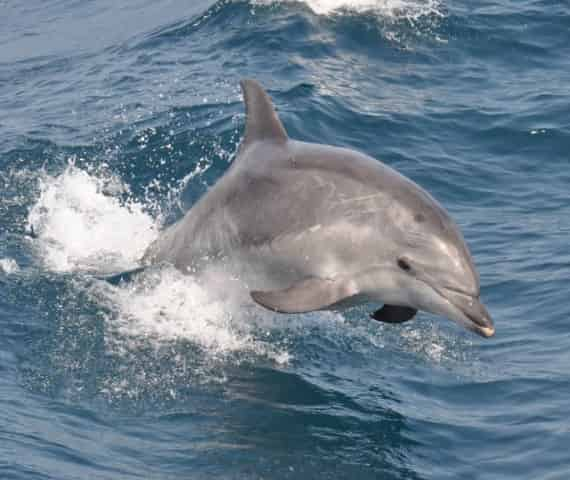 myrtle beach sc dolphin cruises for families