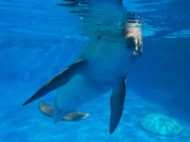 friendly dolphin at gulfarium marine adventure park
