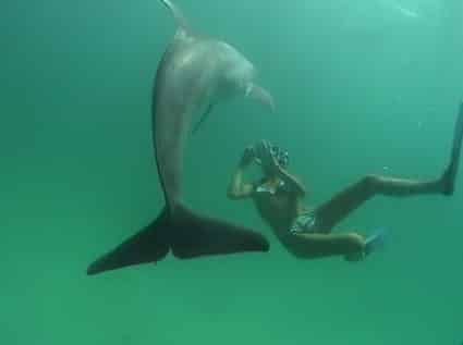 swim with dolphins shell island