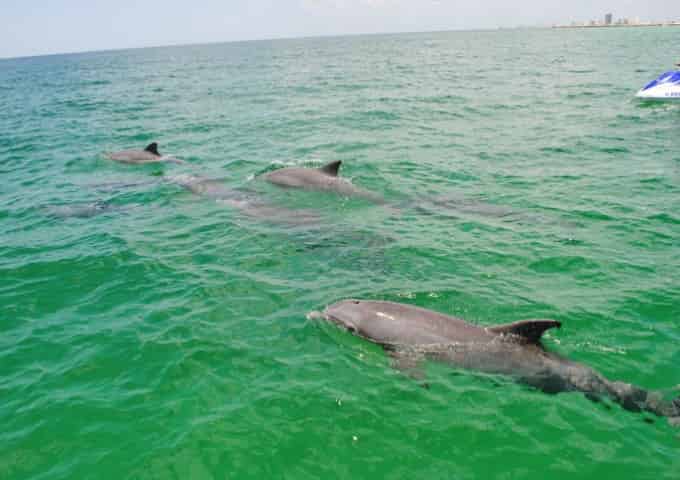 shell island waverunner dolphin tour