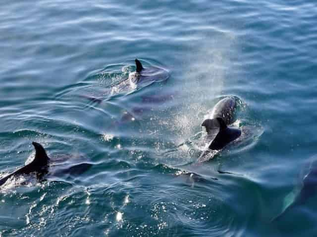 dolphins swimming in myrtle beach