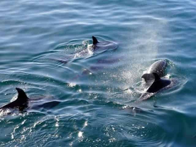 Dolphins spotted on a Pensacola Beach dolphin cruise