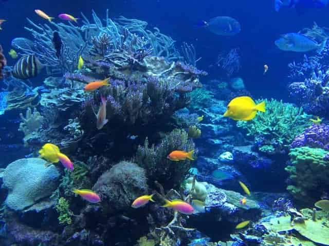 tropical fish swimming around beautiful coral