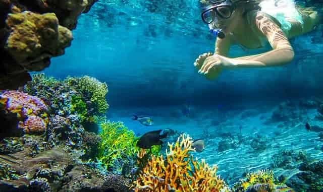 Snorkeling the Coral Reef in Key West, FL