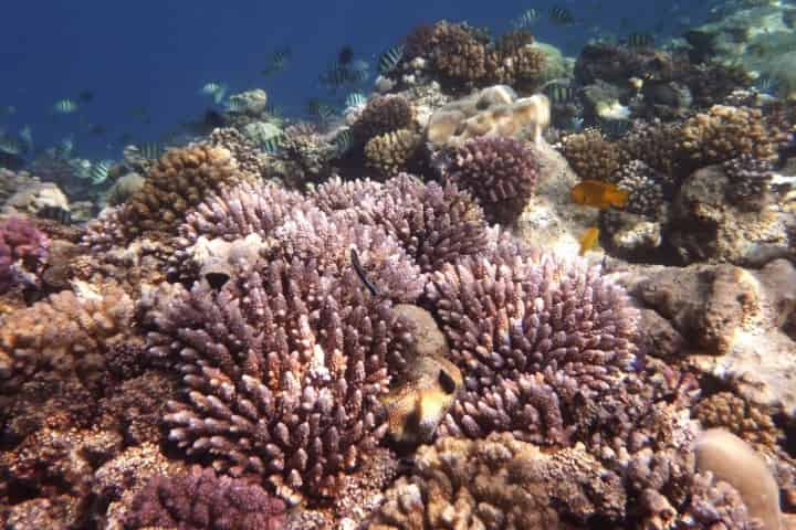 Reefs In The Keys