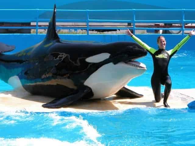 orca show at the Miami Seaquarium