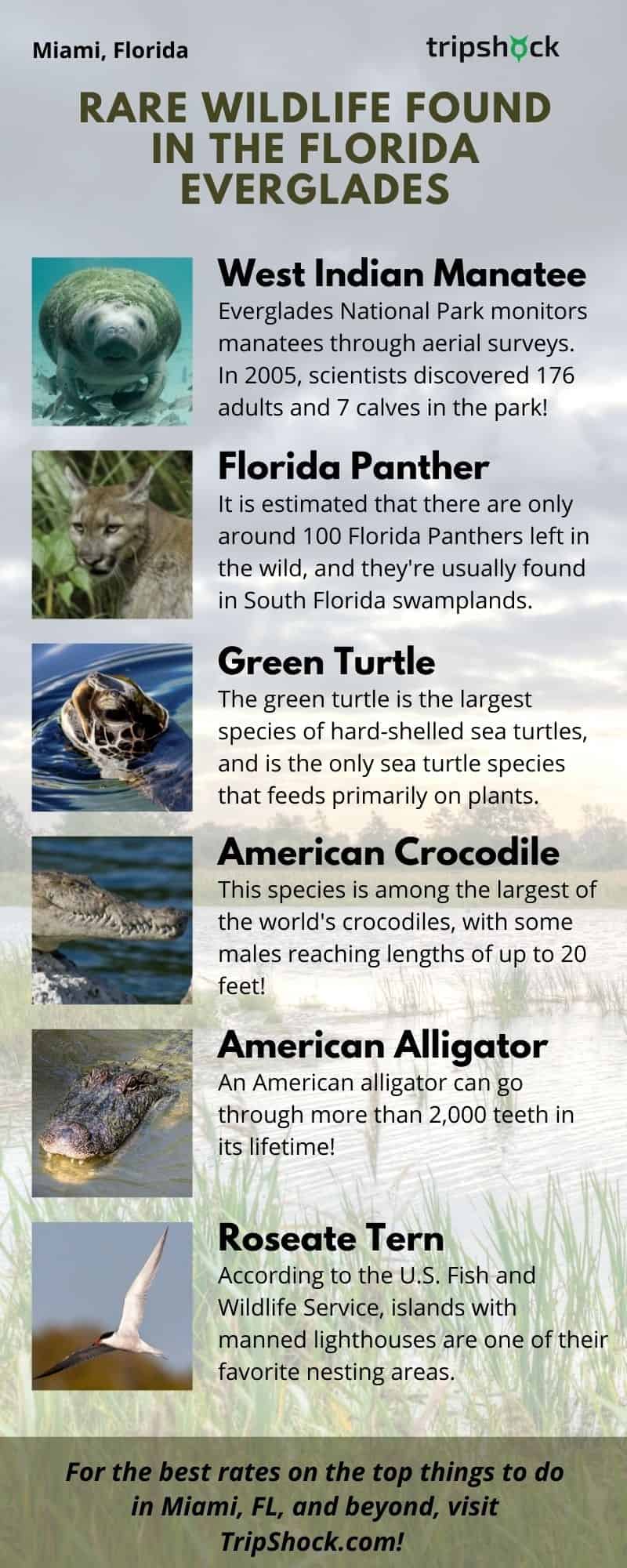 Rare Wildlife Found in the Florida Everglades