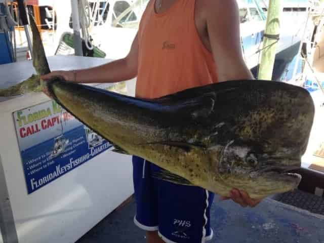 Mahi Mahi caught on a Key West fishing charter