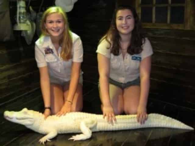 alligator experience in destin