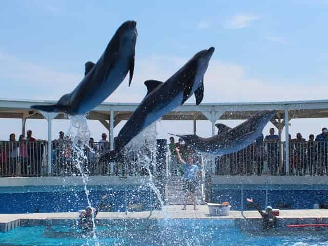 gulfarium in destin