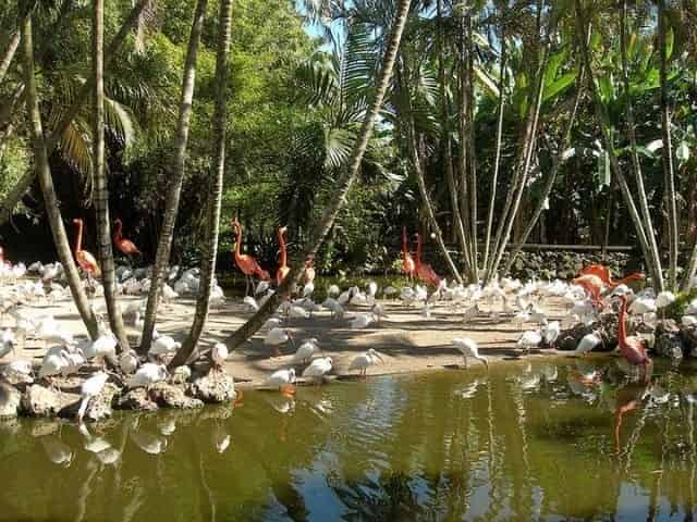 beautiful flamingos and ibises at Flamingo Gardens