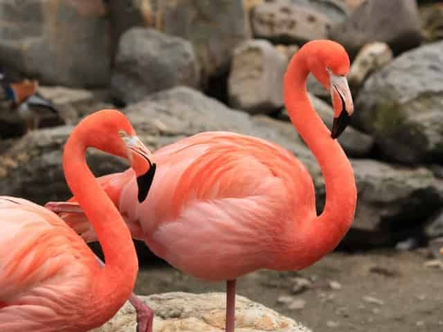 flamingos in downtown Fort Lauderdale