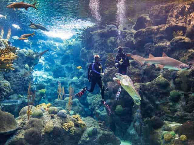 divers at aquarium in st pete, fl