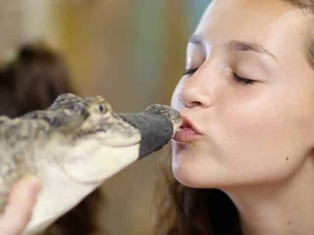 girl kissing alligator in st pete, fl