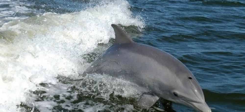 Where to See Dolphins in Myrtle Beach, SC
