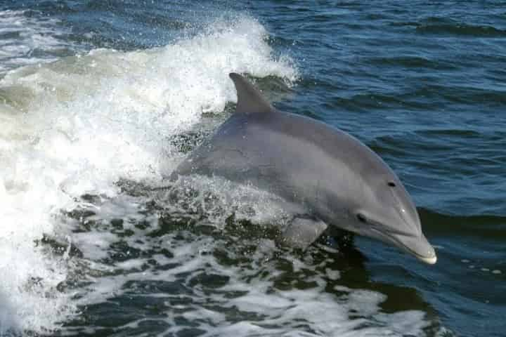 Where to See Dolphins in Myrtle Beach, SC