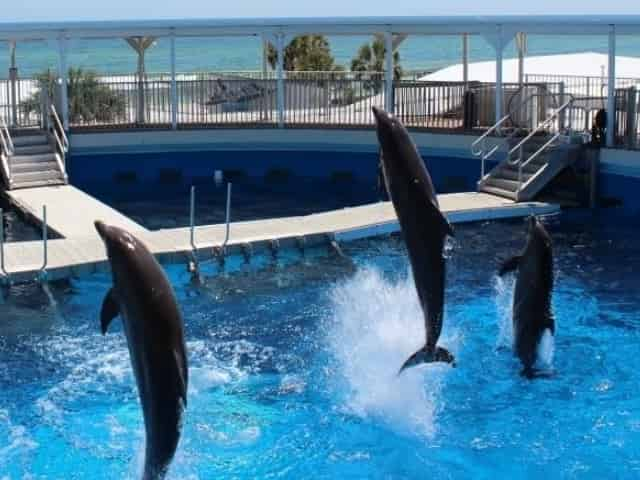 dolphins jumping at the gulfarium