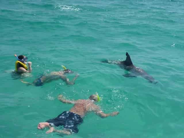 group swimming with wild dolphins in panama city beach