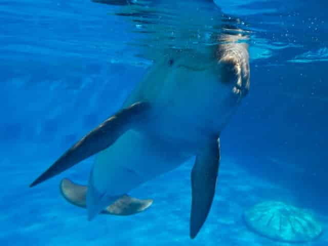 dolphin at gulfarium marine adventure park