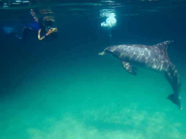 swimming with dolphins in the wild on a tour