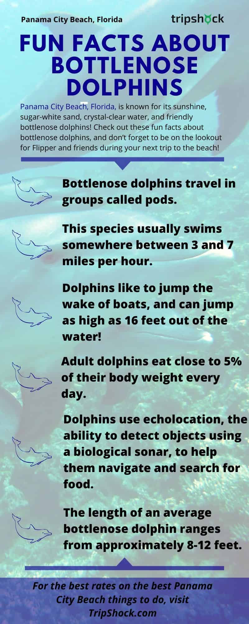 Fun Facts About Bottlenose Dolphins