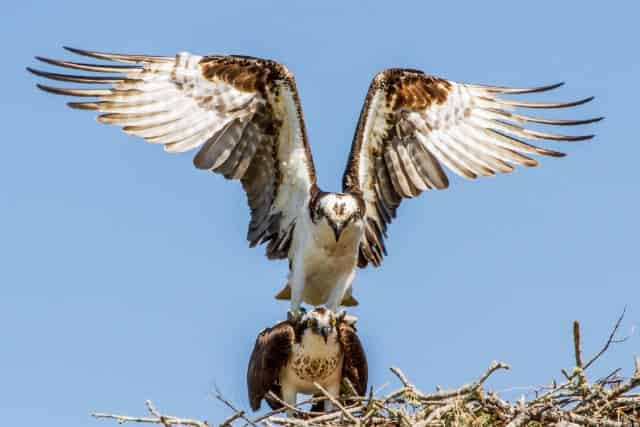 osprey