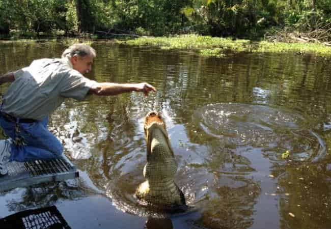 man feeding gator on a new orleans swamp tour