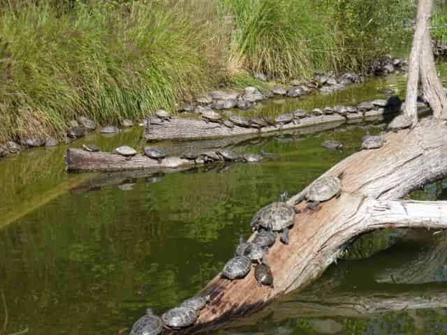 reptiles in the new orleans swamp