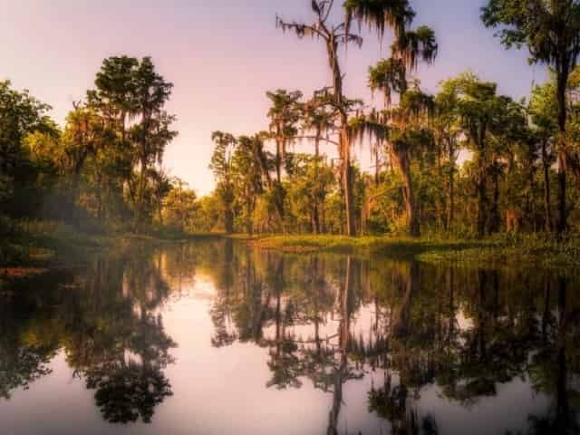 calm and peaceful new orleans swamp