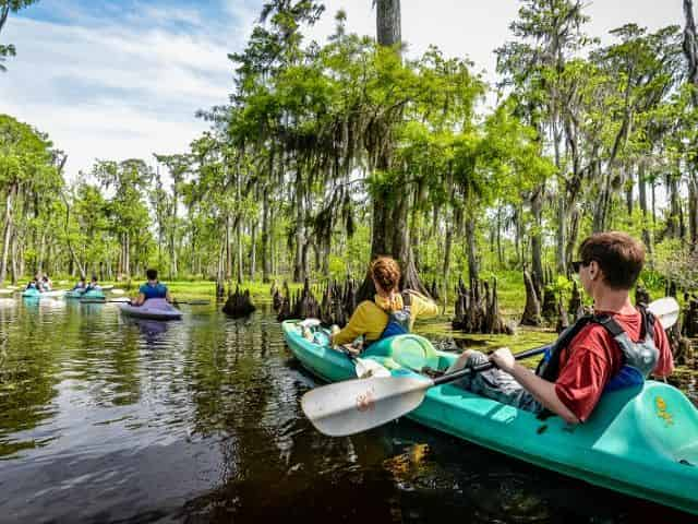 kayak through the new orleans swamp