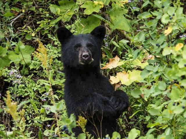 louisiana black bear in the swamp