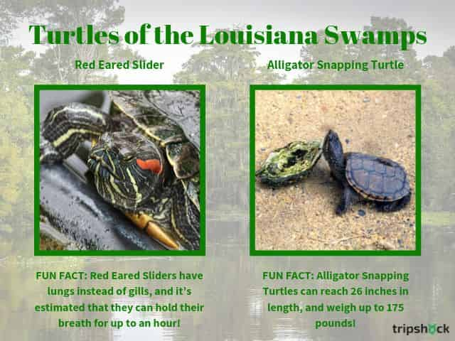 turtles of the louisiana swamps